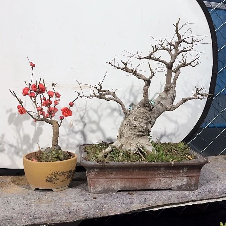 寿****】盆景植物2颗500元