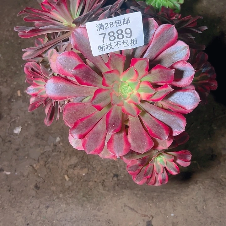 7889美杜莎多肉植物