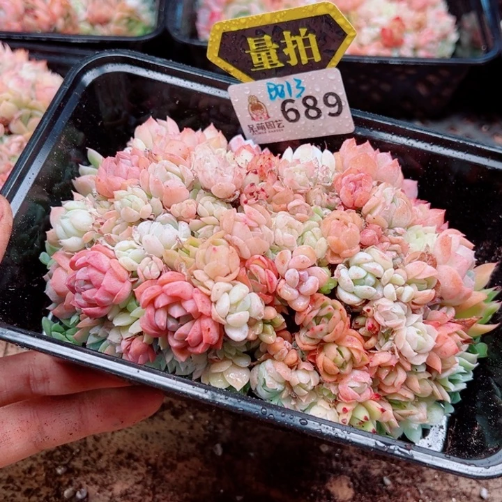 多肉植物多肉植物