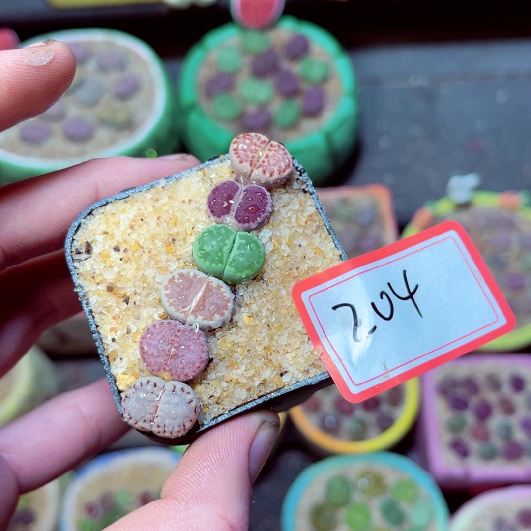 204生石花带盆发1