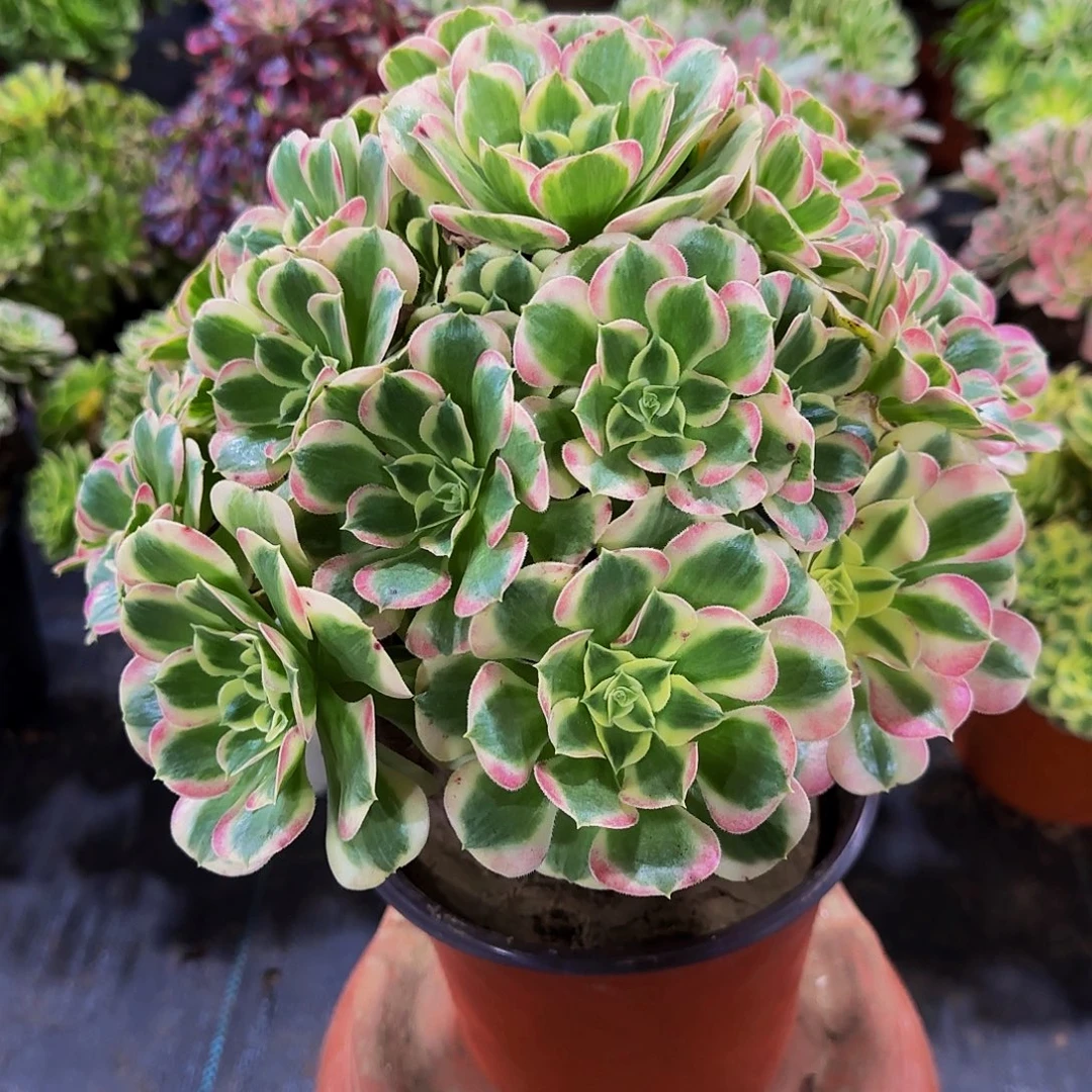 老庄白凤法师28.8