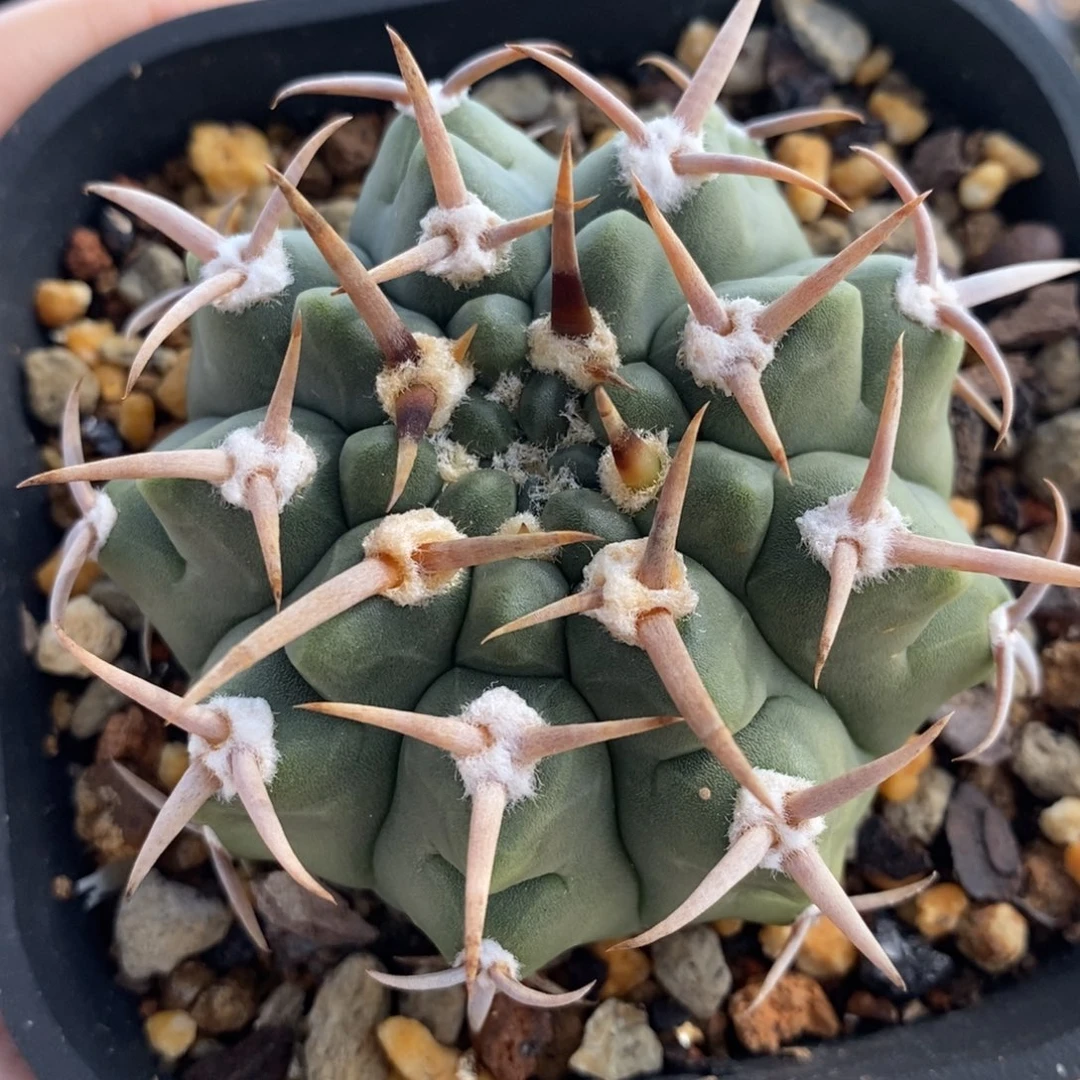 日系三本植播园艺优选