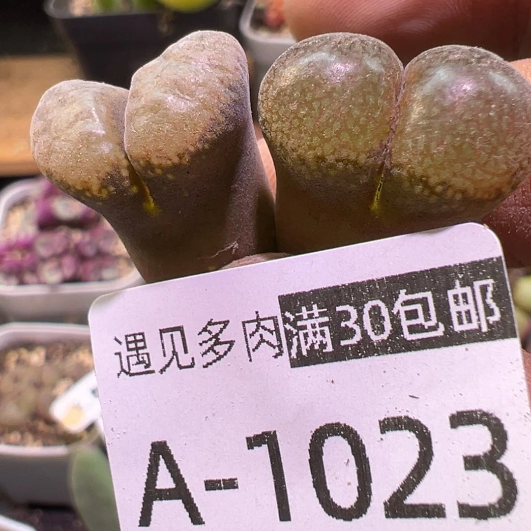 多肉植物111111111111