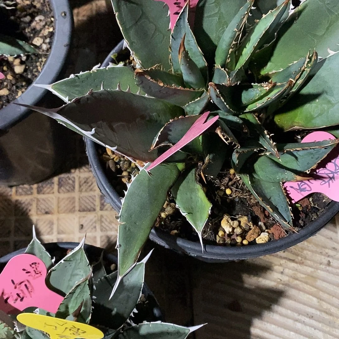 多肉植物龙蛇兰植物