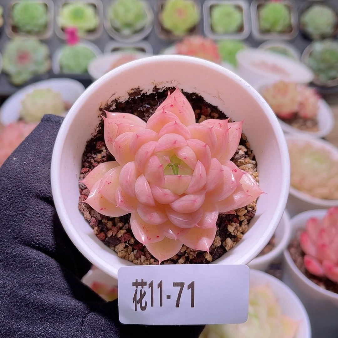 花利美11-71麦秆单头