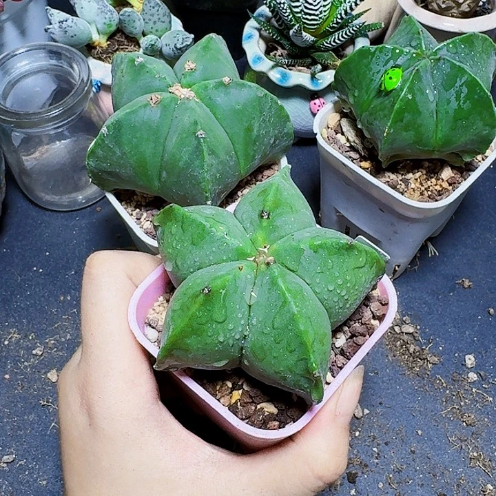 大号五角星裸根一颗