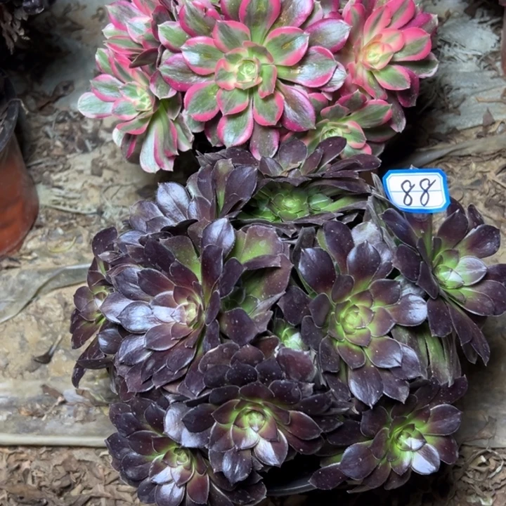 多肉植物砍头断枝不包88