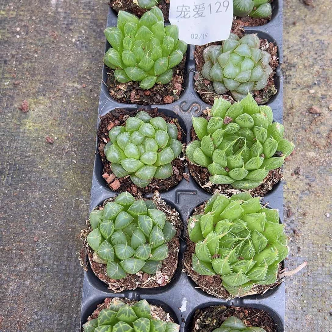 直播福利一物一拍129