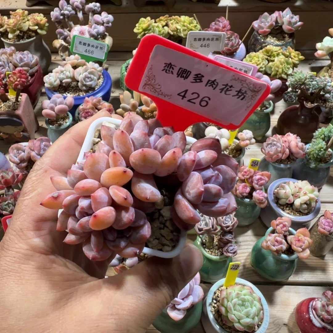 426雪天使老桩无砍5头