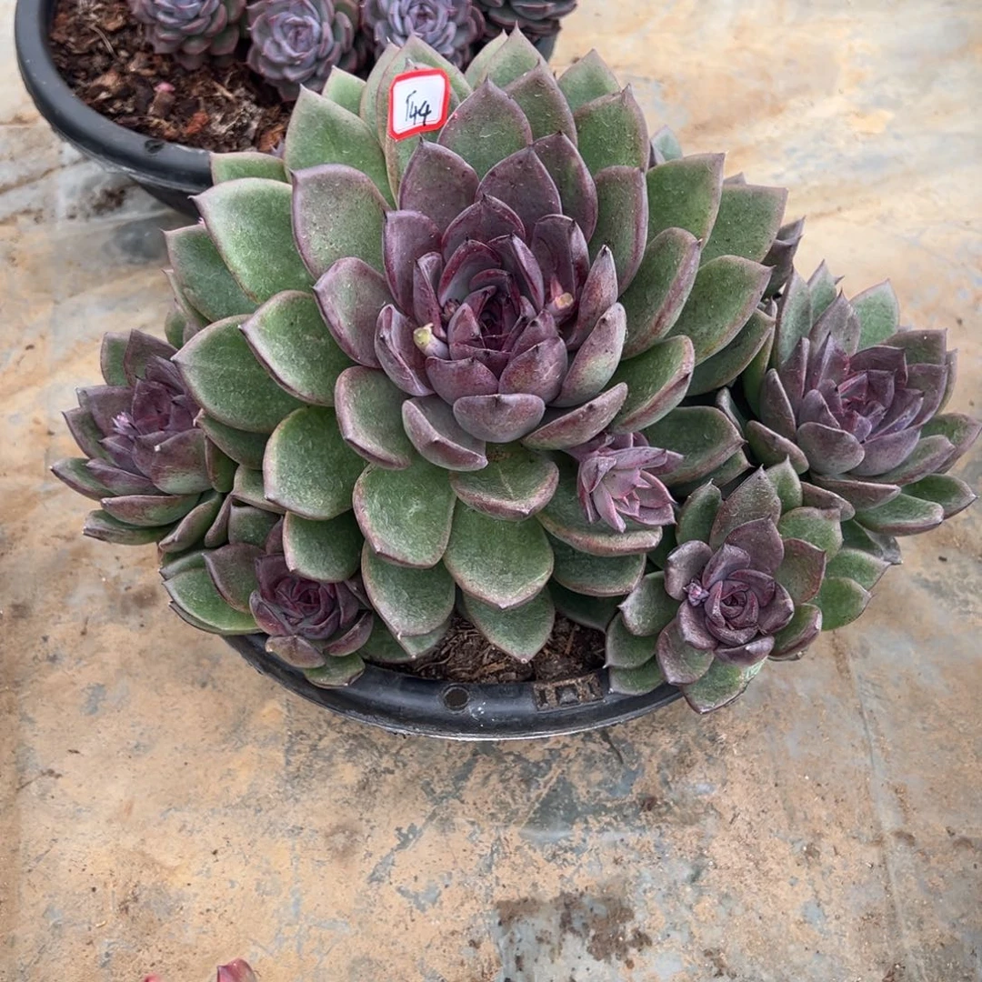 冰***雪精品多肉植物老桩