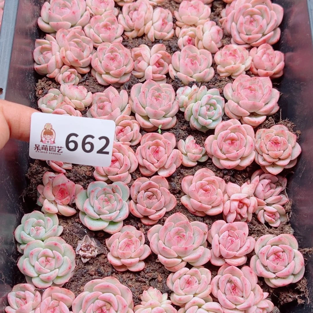 小***哇多肉植物多肉植物