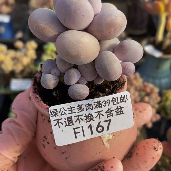 橙奶5cm167多肉植物