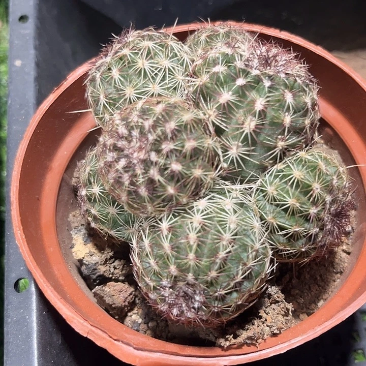 青花虾群zzzzzzzz
