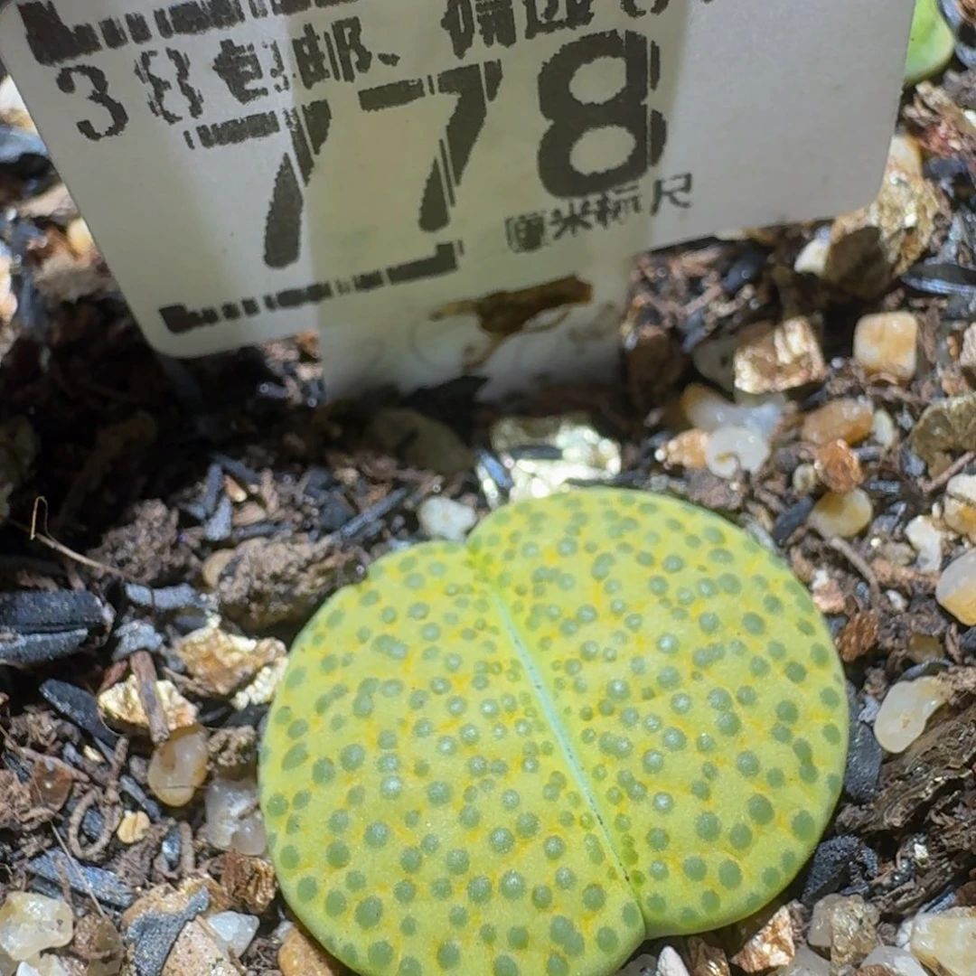 Ssss精品生石花778