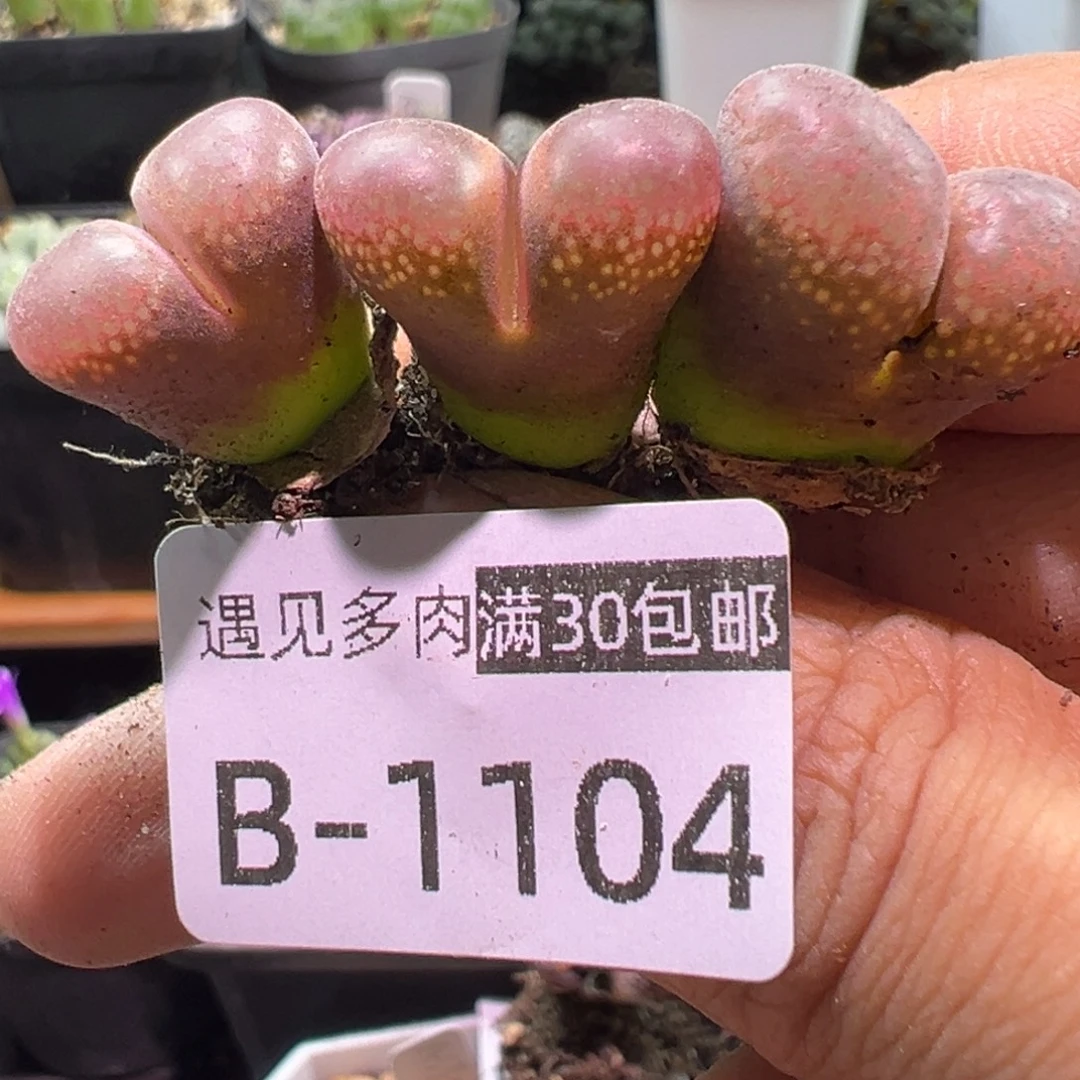 多肉植物1111111111111