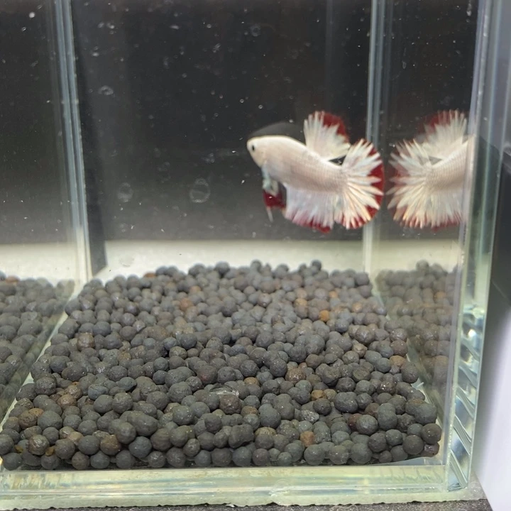 斗鱼泰国斗鱼147号