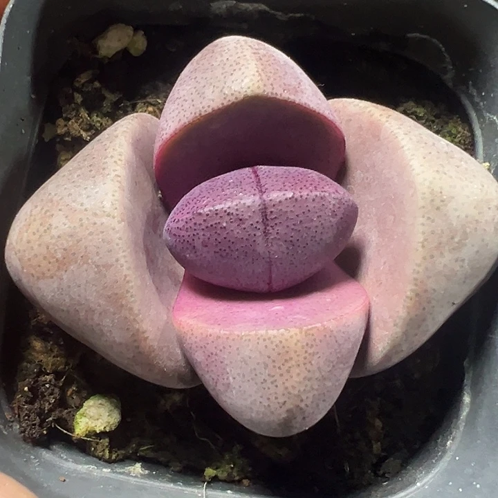 紫元宝精品多肉植物