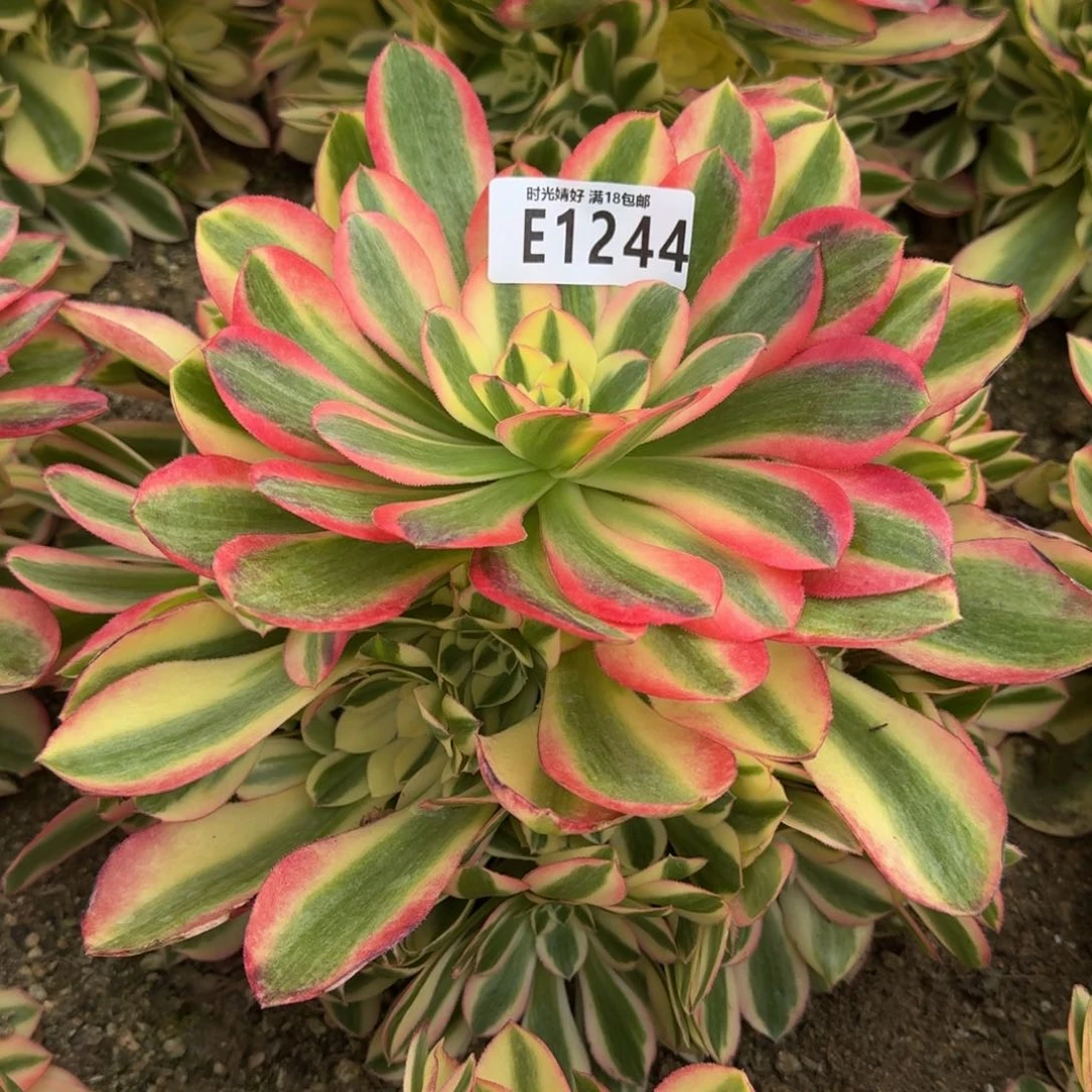 1244粉女巫多肉植物