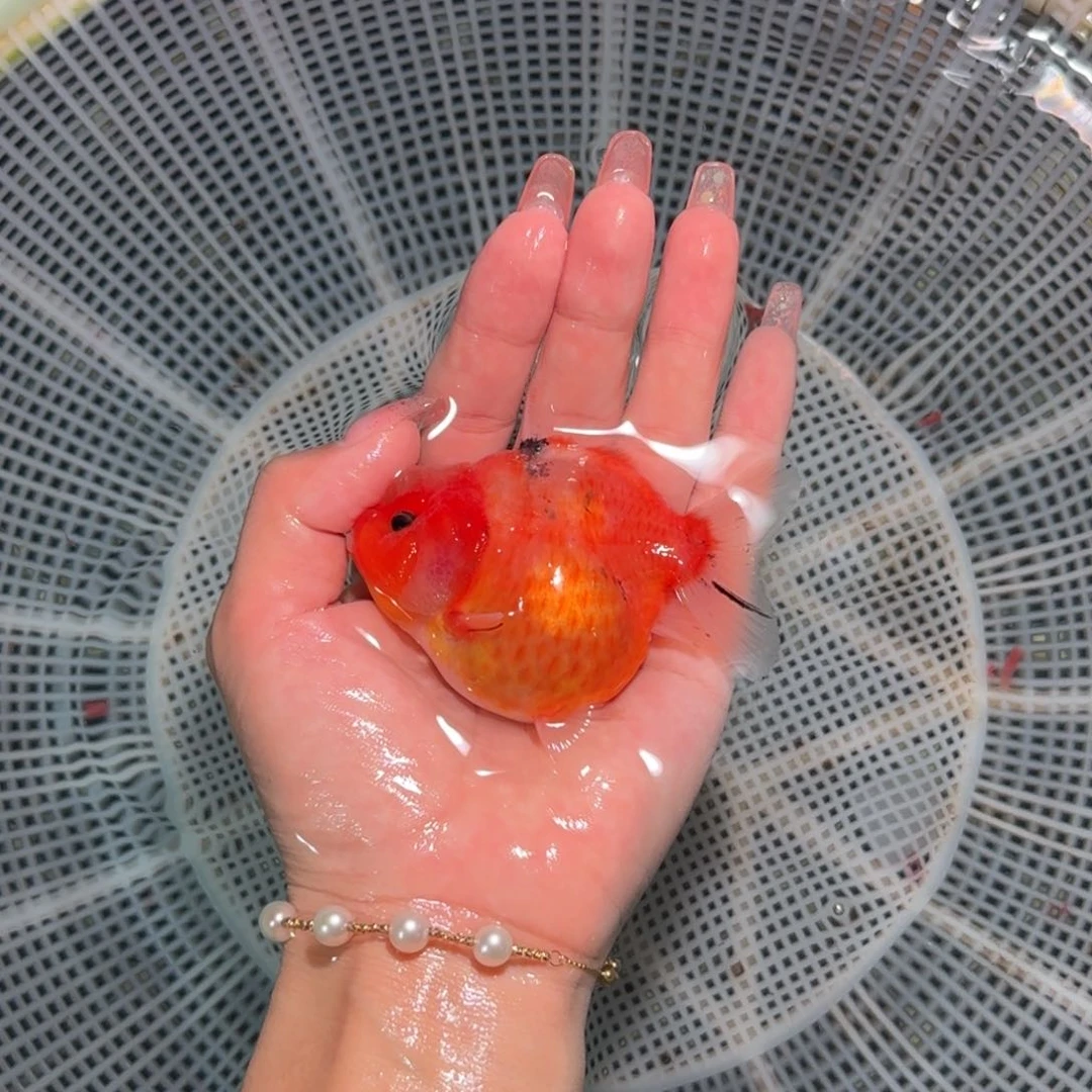 金鱼短尾将军狮子