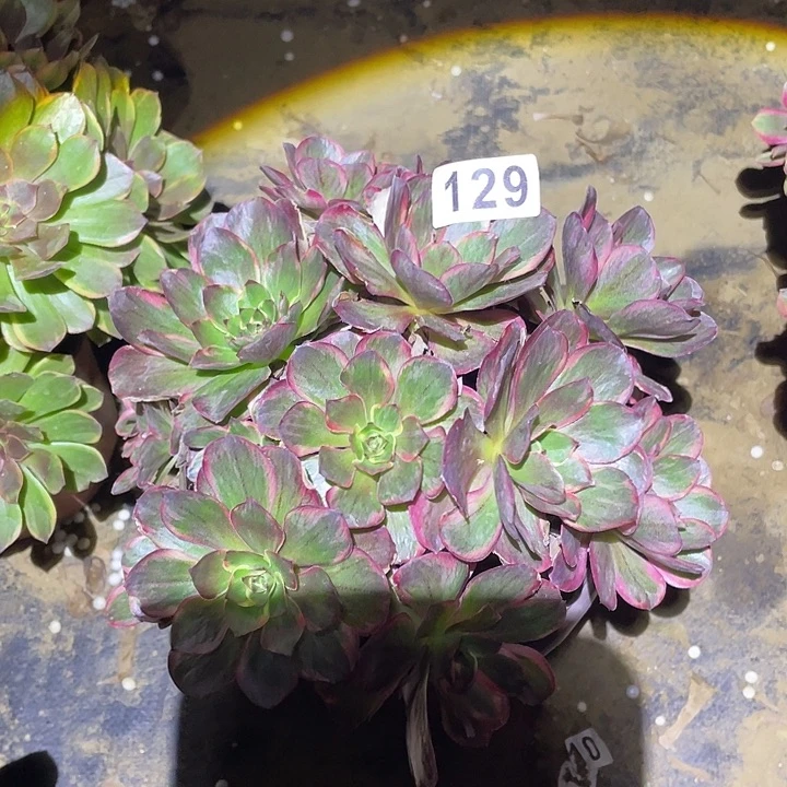 多肉植物断枝不包129纳福