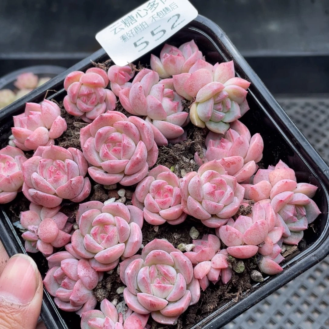 云糖心多肉植物552