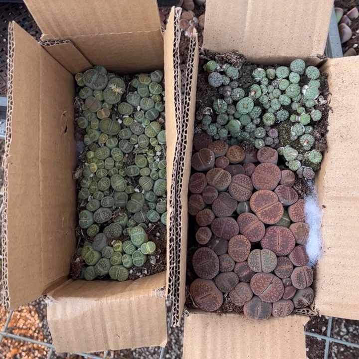 一箱三品种混搭8888888888