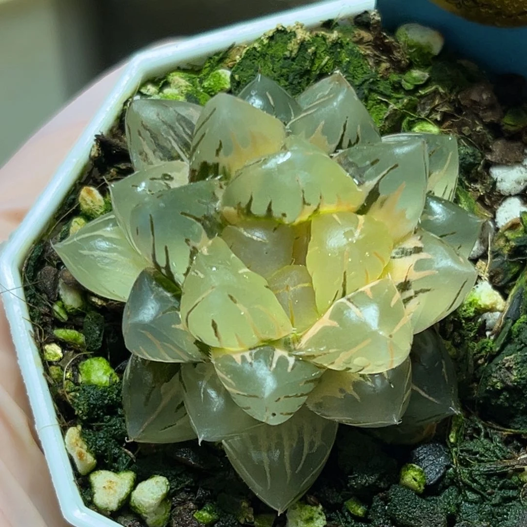 恭喜发财大吉大利0398