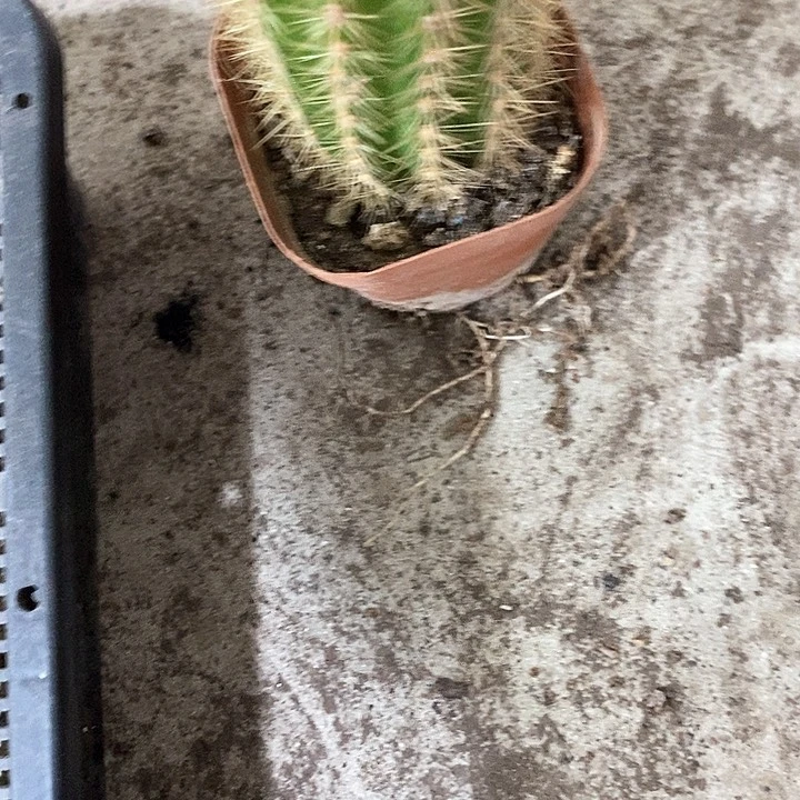 新毛花孤品，367990