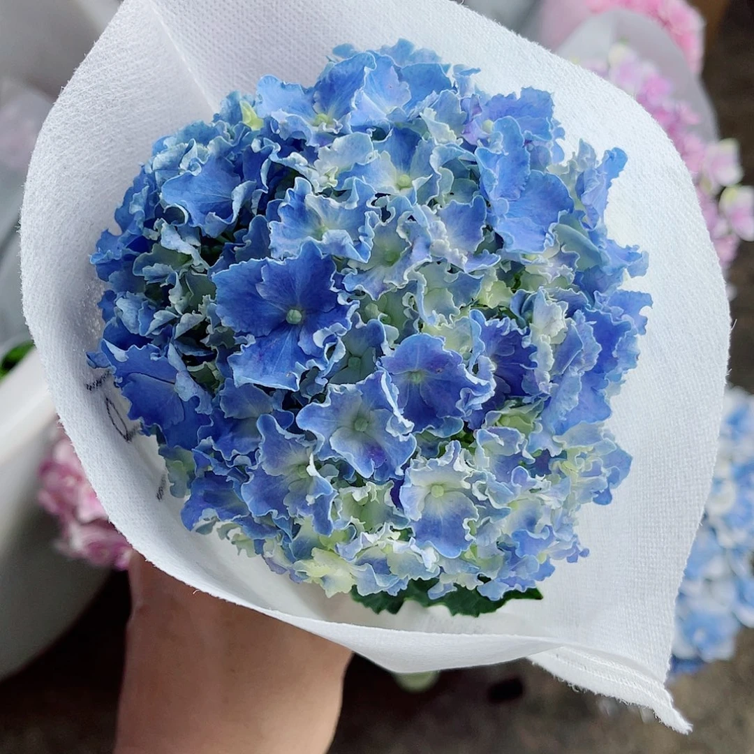 完全开放稀有绣球花191