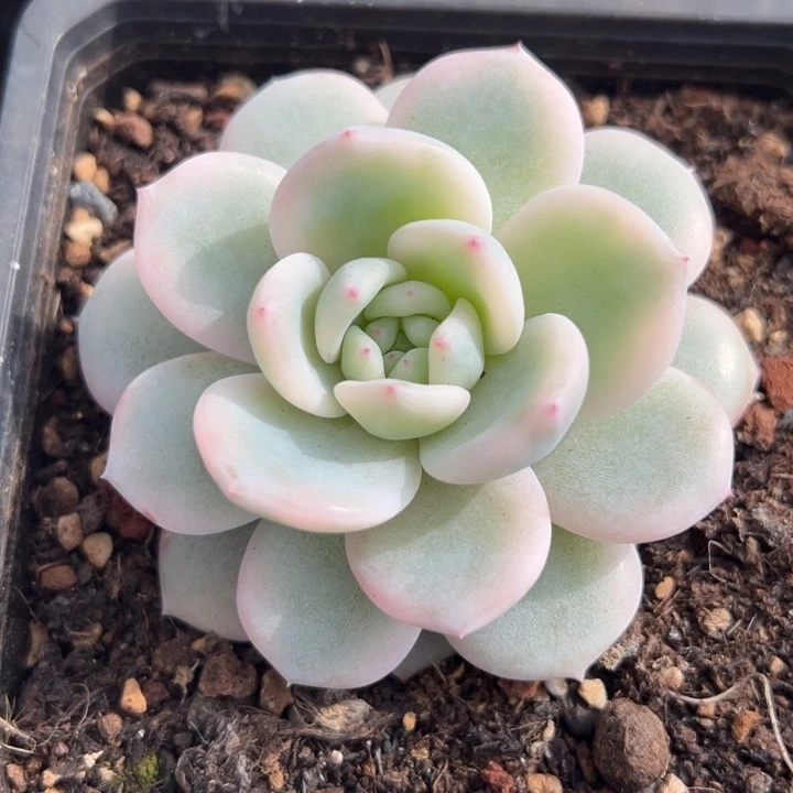 梦露锦一物一拍锦龙