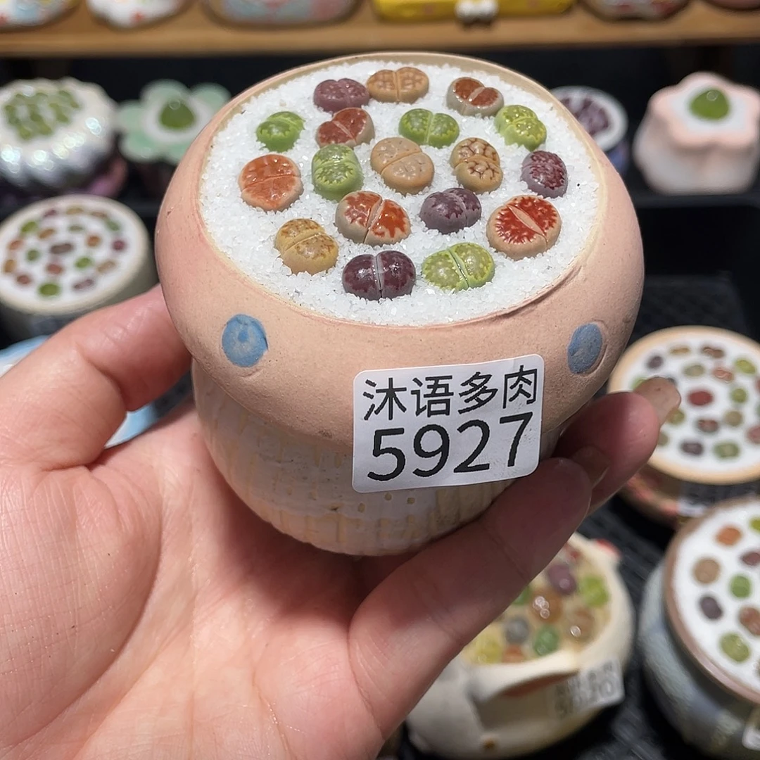 带盆土植物 一物一拍5927
