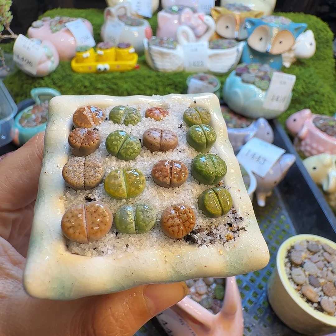 T***-多肉植物福利冲1451