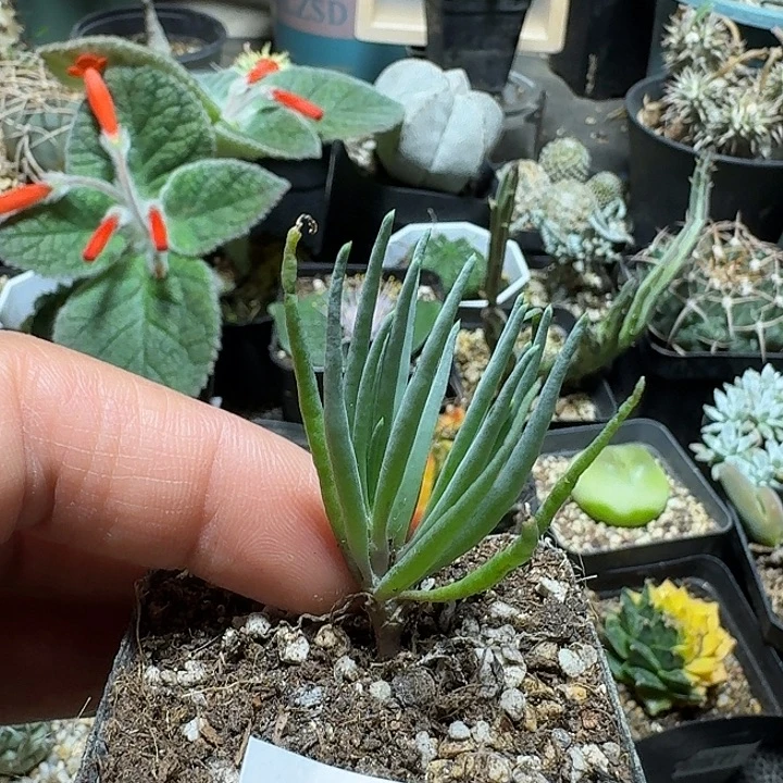 888草莓厚敦菊带盆发货