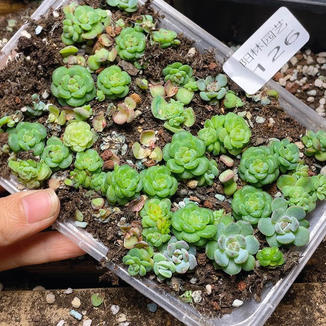 *****多肉植物多肉植物126