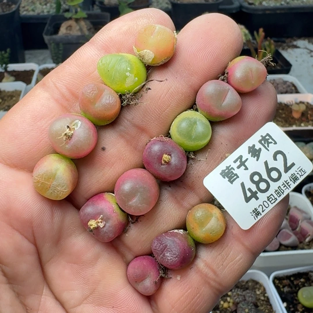 毛      汉          尼