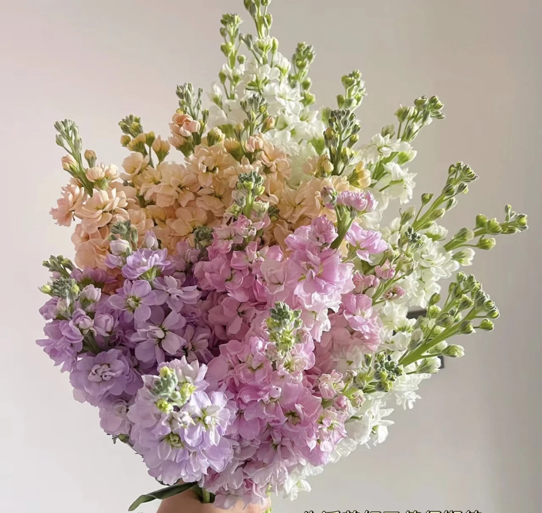 （曼）不选色紫罗兰买一送一（含4只）防损鲜花任意满两单包邮