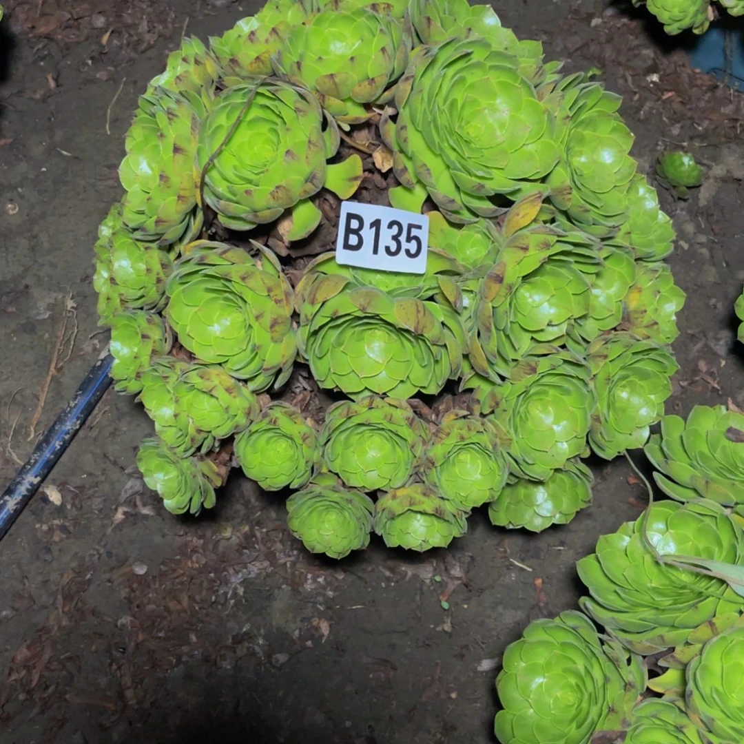 万拉丝14///9包邮