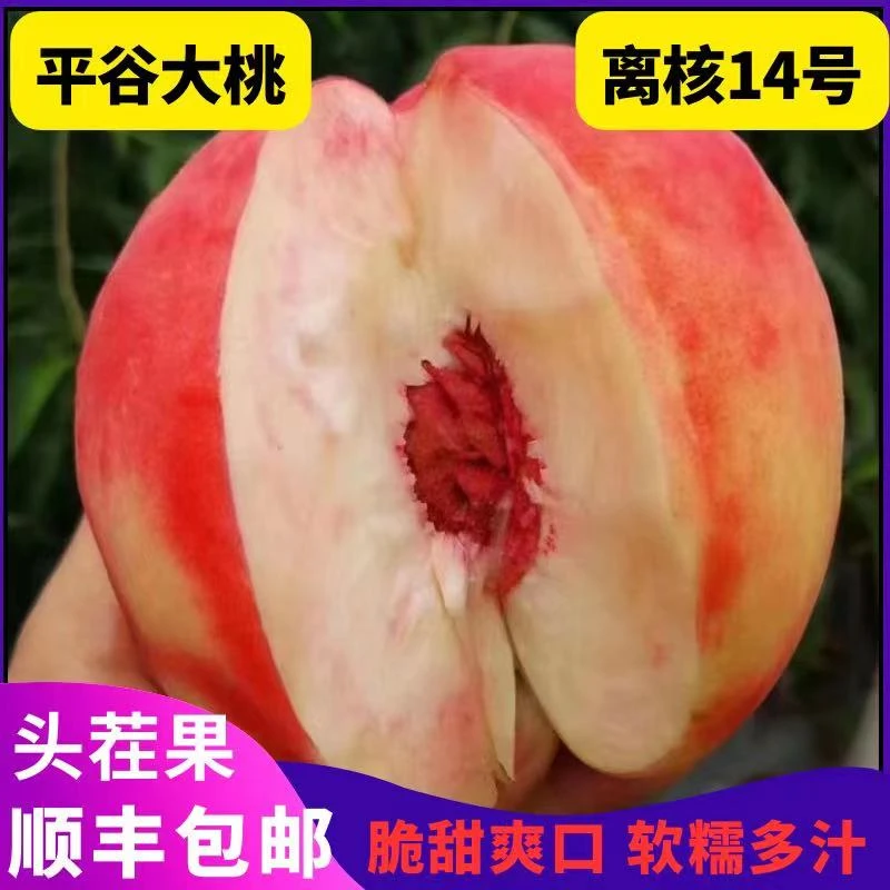 离核老14号北京毛桃正宗平谷大桃子新鲜桃现摘现发顺丰脆甜面秋彤