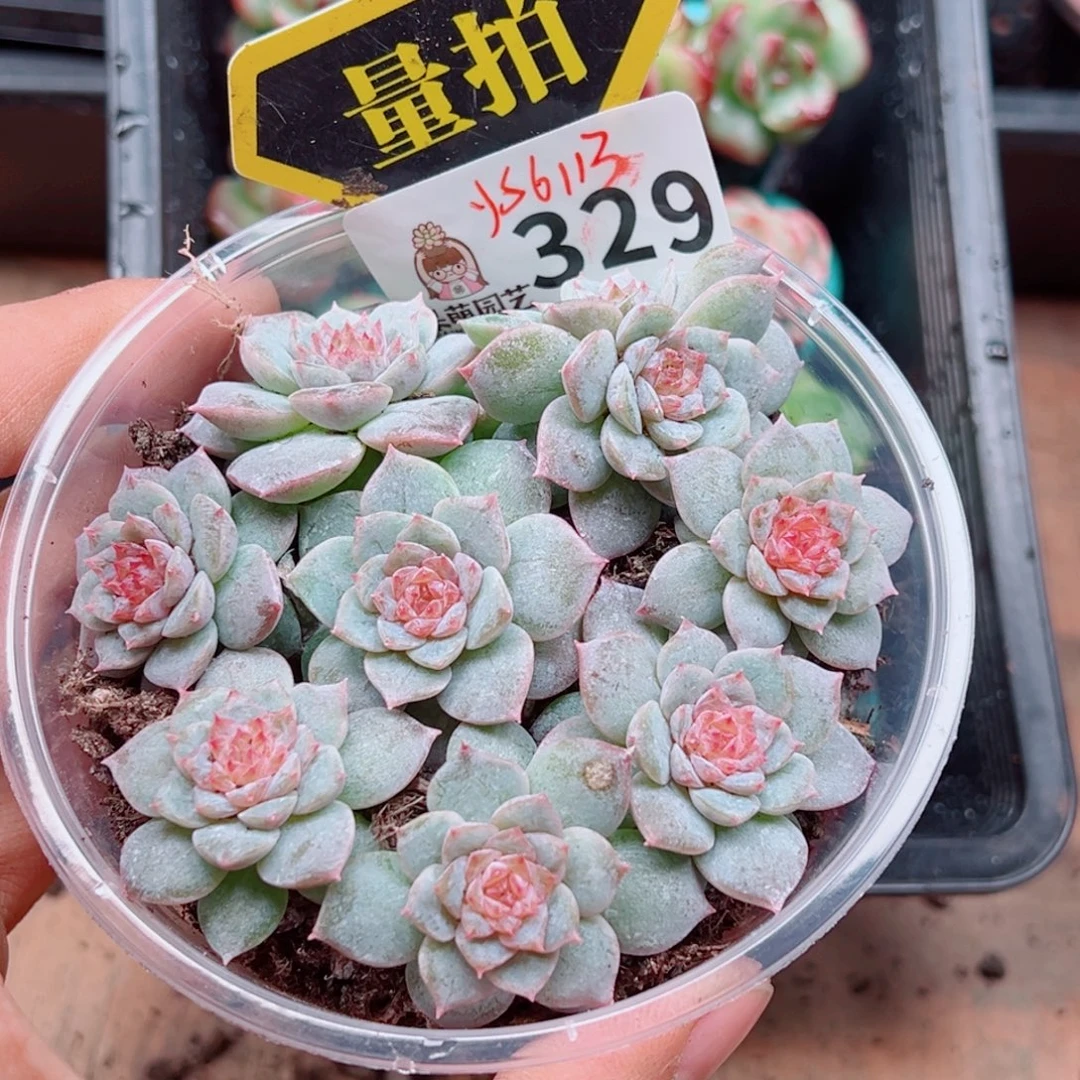 多肉植物多肉植物