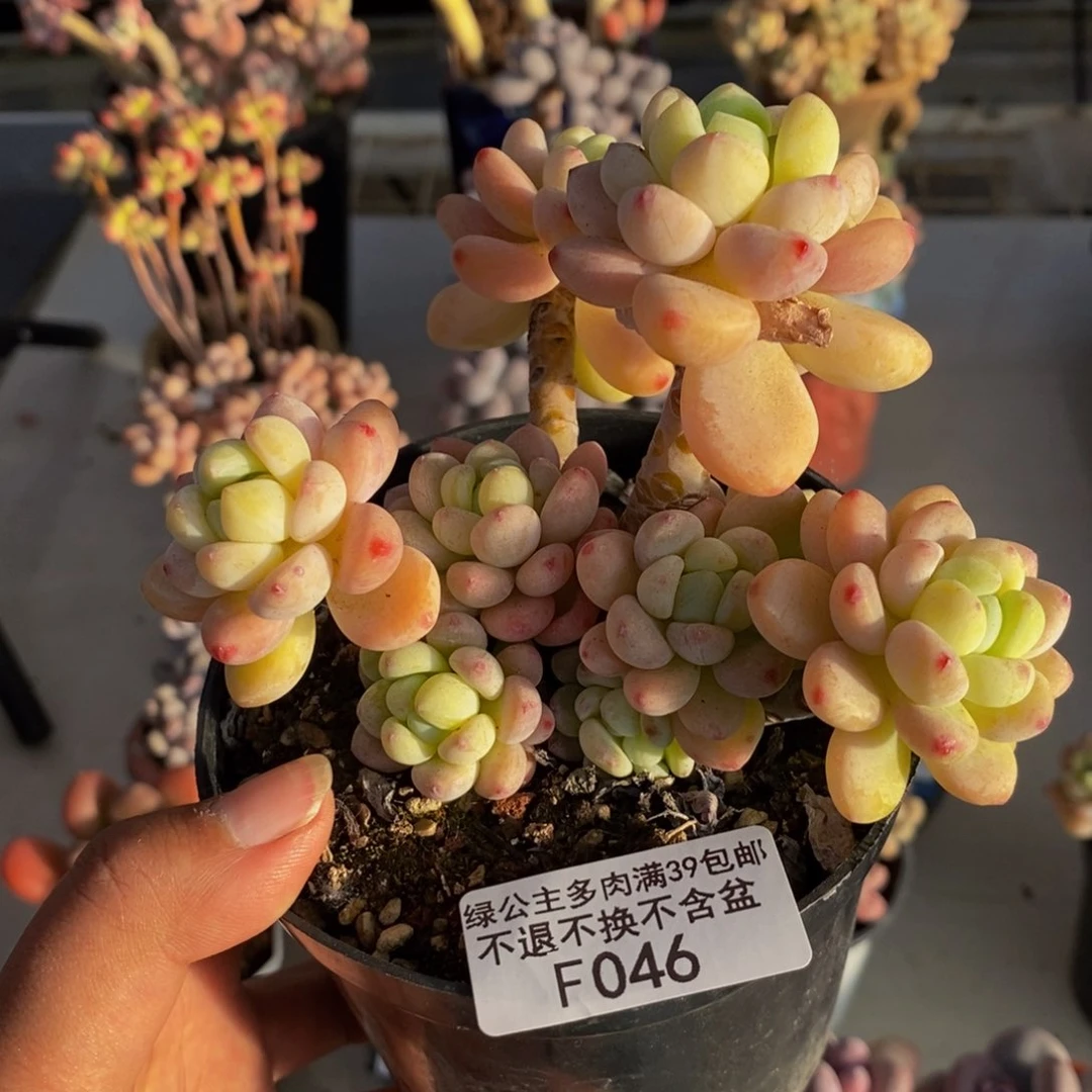 046樱花罗琦多肉9c m