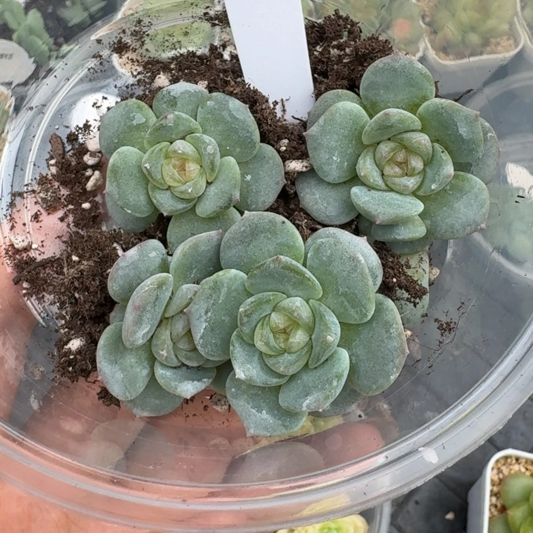 0813-048-6259量拍一颗（七天售后）