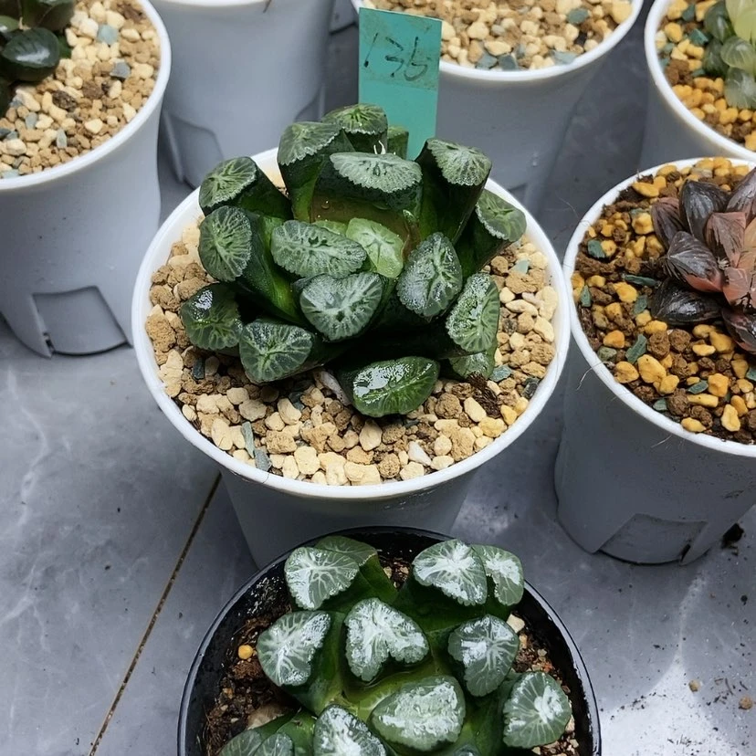 【闪购商品】彩虹美纹136