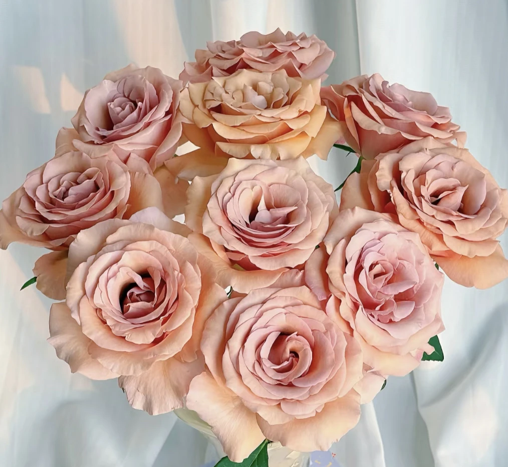 （曼）莫伯15支+5支防损 鲜花任意两单包邮