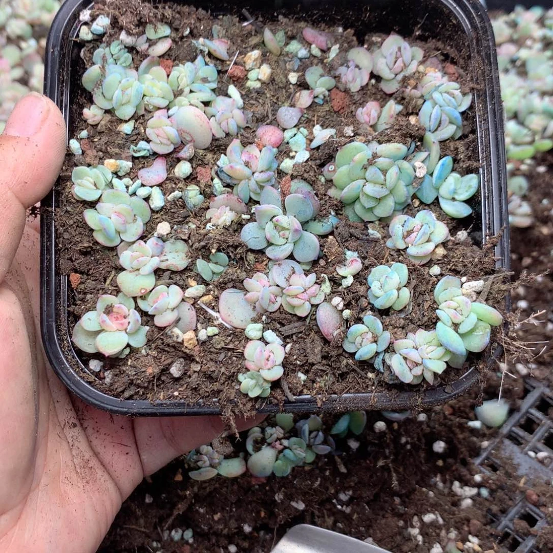无花朵R219英语英语