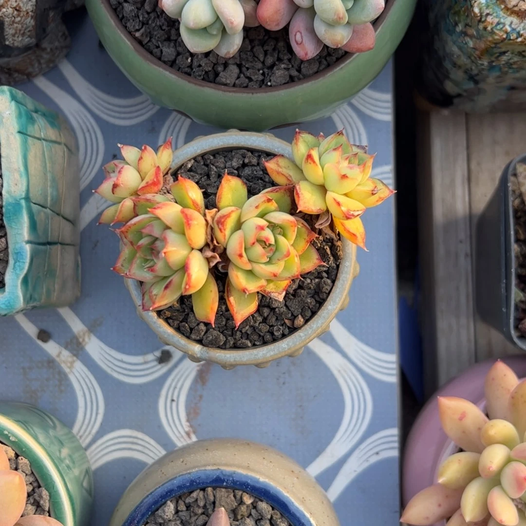 多肉植物多肉植物