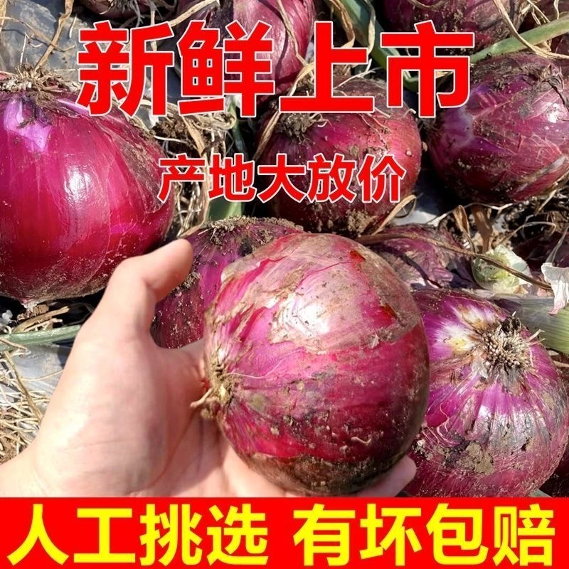 【新鲜现挖】水果洋葱皮薄肉厚甜中带辣可凉拌生吃炒菜