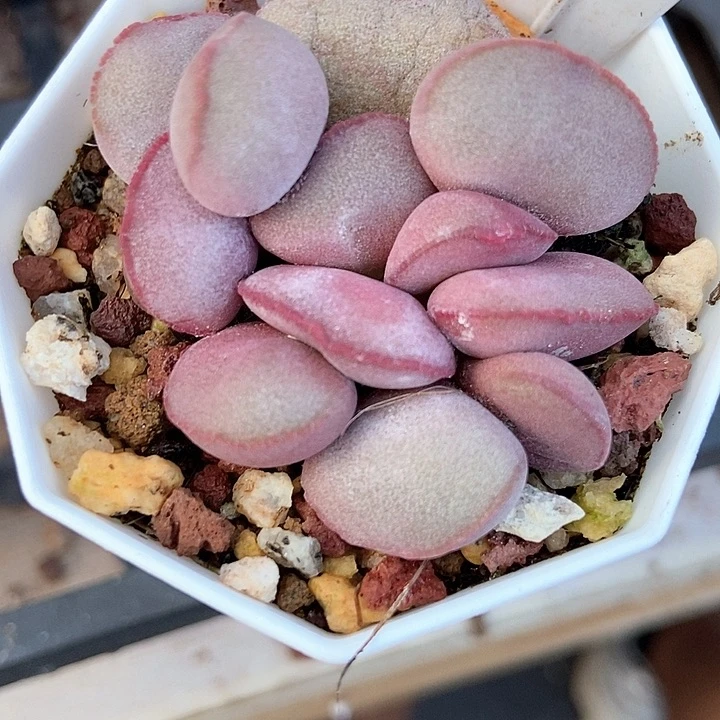 多肉植物红蛋964多肉