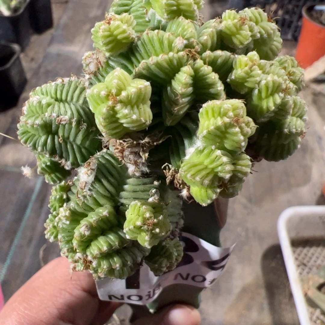 五星花笼群仙人球134