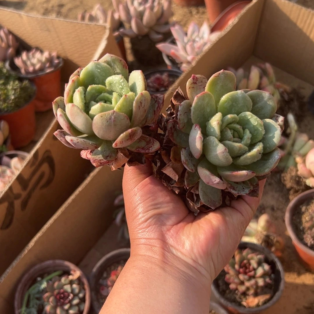 多肉植物奶油鳄梨