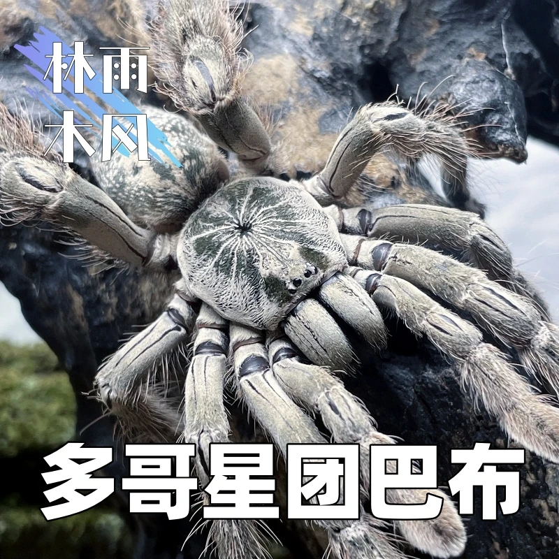 非洲多哥星团巴布Heteroscodra maculata树栖宠物蜘蛛